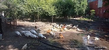 Продаю курицы и гуси at lalafo.kg Продаю курицы и гуси