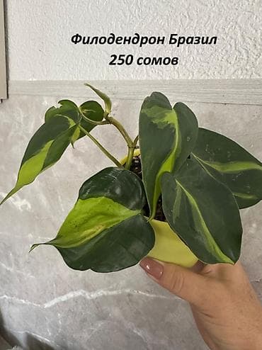 Аглаонемалар: Укорененные черенки 200-300 сом lalafo.kg да — 4 Аглаонемалар: Укорененные черенки 200-300 сом — 4