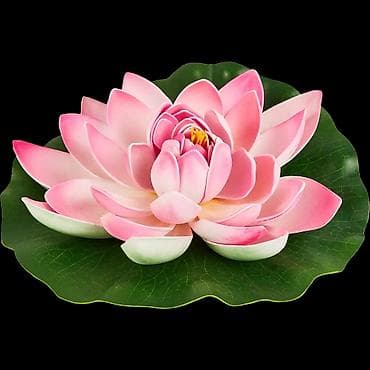 Пионы клубнями. Пионы травянистые. Пионы древовидные. Пионы at lalafo.kg Пионы клубнями. Пионы травянистые. Пионы древовидные. Пионы