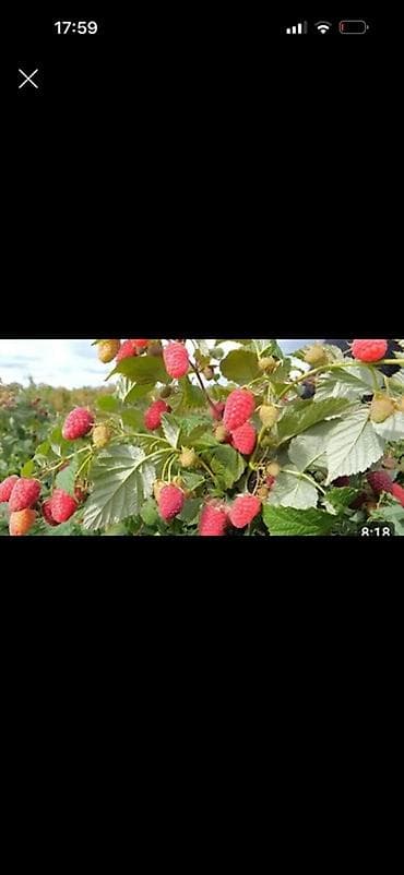 Малина Платная доставка at lalafo.kg Малина Платная доставка