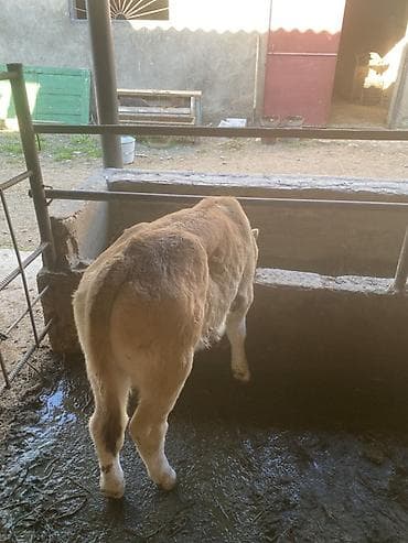 Продаю | Музоо, торпок | На откорм | Привязанные at lalafo.kg Продаю | Музоо, торпок | На откорм | Привязанные