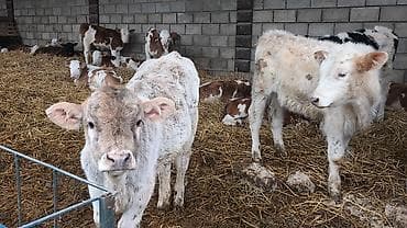 Продаю | Бык (самец) | Швицкая, Аулиекольская | На откорм, Для разведения | Искусственник at lalafo.kg — 7 Продаю | Бык (самец) | Швицкая, Аулиекольская | На откорм, Для разведения | Искусственник — 7