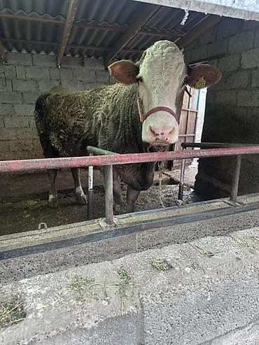 Продаю | Корова (самка) | Симментальская | Привязанные at lalafo.kg Продаю | Корова (самка) | Симментальская | Привязанные