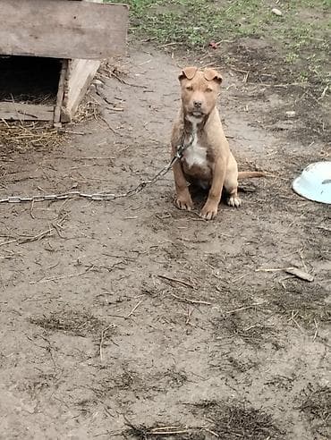 3 месяца, Самец, С прививкой at lalafo.kg 3 месяца, Самец, С прививкой