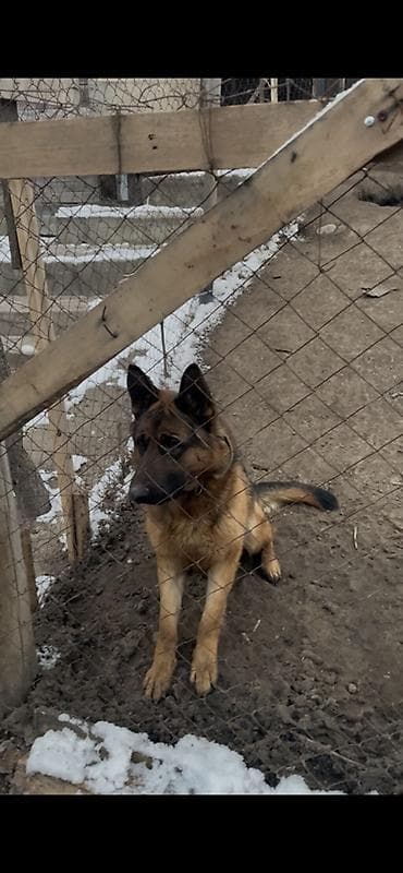 Немецкая овчарка, 2 года, Самец, С прививкой, С родословной at lalafo.kg Немецкая овчарка, 2 года, Самец, С прививкой, С родословной