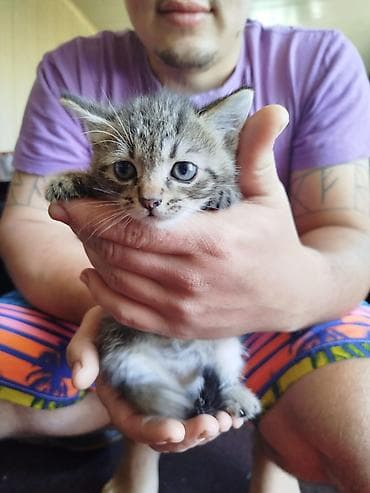 Отдам котят в надёжные и добрые руки ответственного и заботливого at lalafo.kg Отдам котят в надёжные и добрые руки ответственного и заботливого