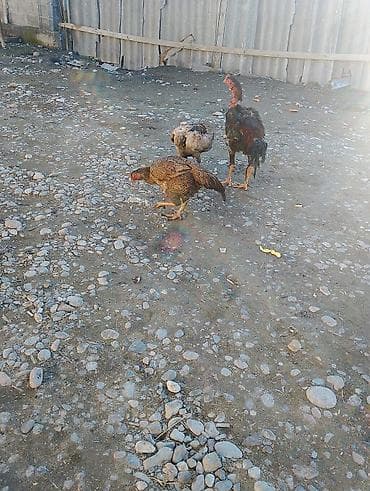 Продаю | Петух | Бойцовая | Для разведения at lalafo.kg Продаю | Петух | Бойцовая | Для разведения