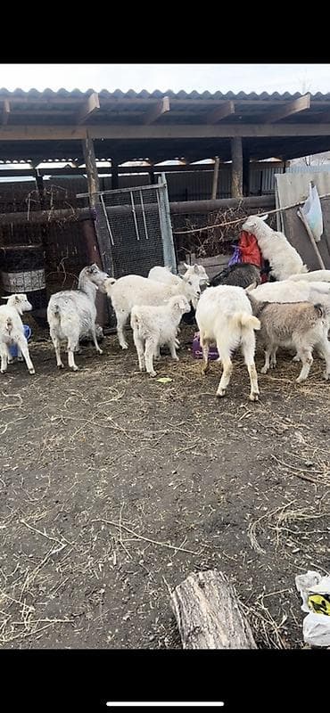 Продаю | Коза (самка) | Полукровка | Для разведения at lalafo.kg Продаю | Коза (самка) | Полукровка | Для разведения