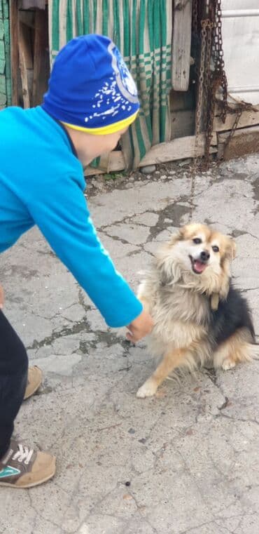 Зоотакси at lalafo.kg Зоотакси