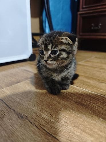 Скотиш Страйт (Шотландская прямоухая), 2 месяца, Девочка, Серый, Приучена к лотку at lalafo.kg Скотиш Страйт (Шотландская прямоухая), 2 месяца, Девочка, Серый, Приучена к лотку