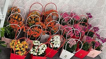 Монстерлер: Горшечные каланхоэ в подарочных пакетах - Цветение: обильные соцветия lalafo.kg да — 1 Монстерлер: Горшечные каланхоэ в подарочных пакетах - Цветение: обильные соцветия — 1