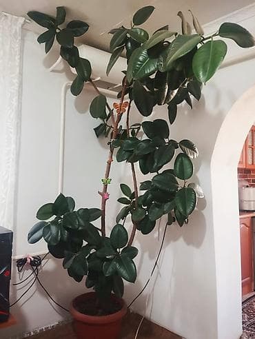 Я продаю цветок который под названием фикус. Высокий, но не слишком at lalafo.kg Я продаю цветок который под названием фикус. Высокий, но не слишком