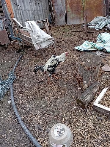 Продаю | Петух | Бойцовая | Для разведения at lalafo.kg Продаю | Петух | Бойцовая | Для разведения