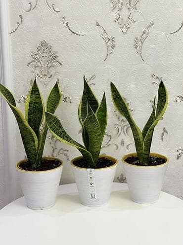 🌿 Сансевиерия – идеальный цветок для дома и офиса! 🌿 Ищете стильное и at lalafo.kg 🌿 Сансевиерия – идеальный цветок для дома и офиса! 🌿 Ищете стильное и