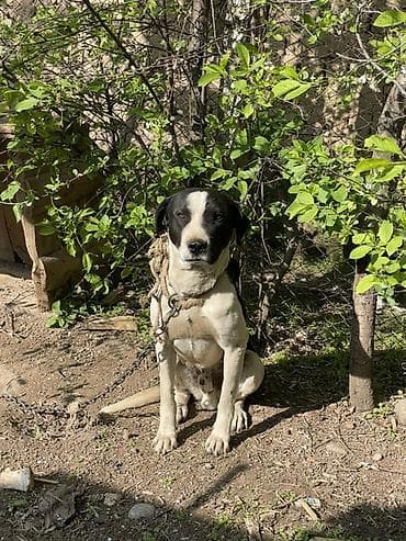 Собака крупного размера, кобель. Окрас черно‑белый: черная спина и at lalafo.kg Собака крупного размера, кобель. Окрас черно‑белый: черная спина и