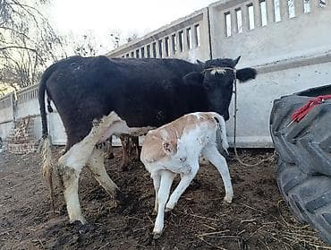 Продаю | Корова (самка) | Для молока | После отела at lalafo.kg Продаю | Корова (самка) | Для молока | После отела