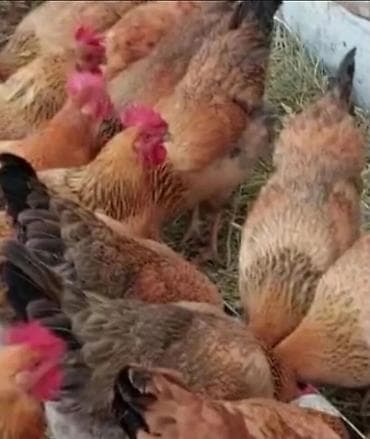 Продаю | Цыплята | Кучинская | Для разведения at lalafo.kg Продаю | Цыплята | Кучинская | Для разведения