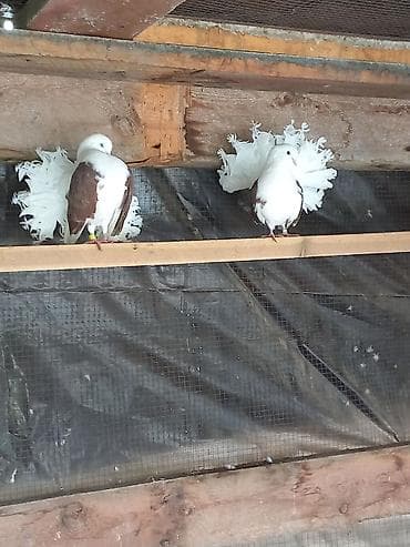 Продаю голубей павлены краснобокие Пара 7000 сом декоративных at lalafo.kg Продаю голубей павлены краснобокие Пара 7000 сом декоративных