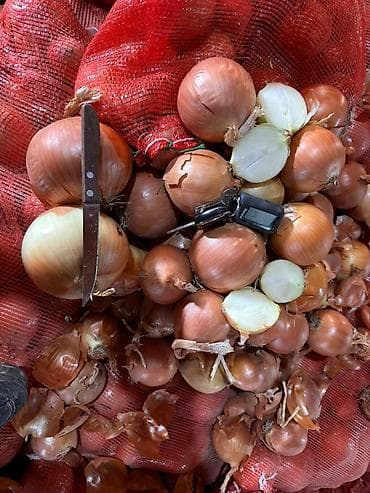 Лук Оптом at lalafo.kg Лук Оптом