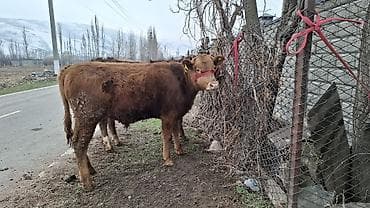 Продаю | Бык (самец), Тёлка, Музоо, торпок | Алатауская, Швицкая, Симментальская | На откорм, Для разведения | Племенные, Осеменитель, Не стельные at lalafo.kg — 4 Продаю | Бык (самец), Тёлка, Музоо, торпок | Алатауская, Швицкая, Симментальская | На откорм, Для разведения | Племенные, Осеменитель, Не стельные — 4