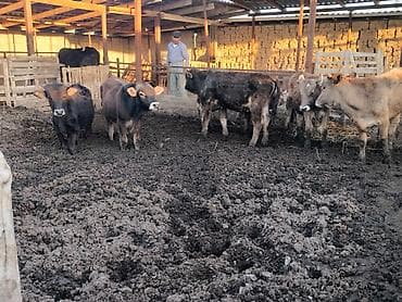 Продаю | Бык (самец) at lalafo.kg Продаю | Бык (самец)