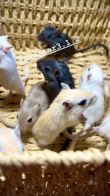 Шиншиллалар: Продаются РУЧНЫЕ песчанки. От них НЕТ ЗАПАХА, как от хомячков и крыс lalafo.kg да — 2 Шиншиллалар: Продаются РУЧНЫЕ песчанки. От них НЕТ ЗАПАХА, как от хомячков и крыс — 2