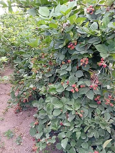 Ежевика садовая (побеги на шпалере, крупноплодные кисти) - Сортовая at lalafo.kg Ежевика садовая (побеги на шпалере, крупноплодные кисти) - Сортовая