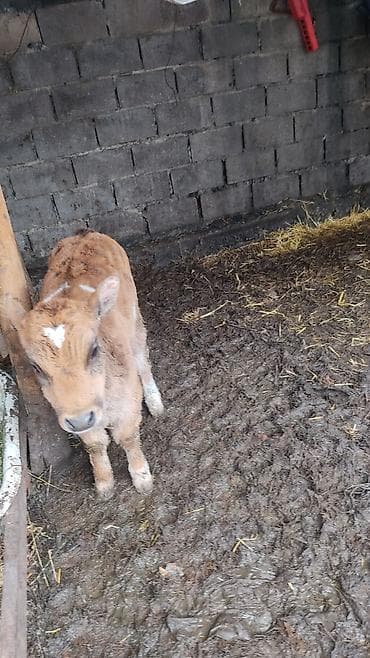 Продаю телёнок сементал 2 месяц прошу 80 обращайтесь по номеру at lalafo.kg — 3 Продаю телёнок сементал 2 месяц прошу 80 обращайтесь по номеру — 3