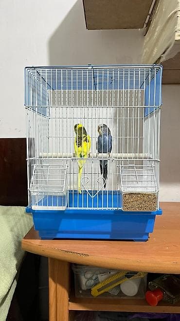 Срочно Волнистый попугай клеткасы менен at lalafo.kg Срочно Волнистый попугай клеткасы менен