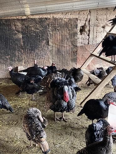 Продаю | Индюк (самец) | Черный принц | Для разведения | Племенные at lalafo.kg Продаю | Индюк (самец) | Черный принц | Для разведения | Племенные