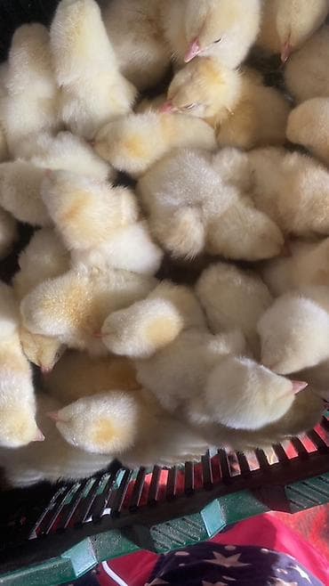 Продаю | Цыплята | На забой at lalafo.kg Продаю | Цыплята | На забой