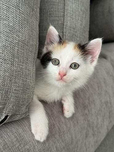 Ищем дом котяткам🥰 Возраст 1,5 месяца (3 июля родились) К лотку at lalafo.kg Ищем дом котяткам🥰 Возраст 1,5 месяца (3 июля родились) К лотку