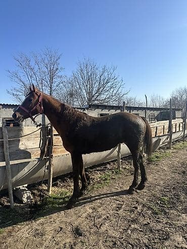 Продаю | Конь (самец) | Конный спорт | Племенные at lalafo.kg Продаю | Конь (самец) | Конный спорт | Племенные