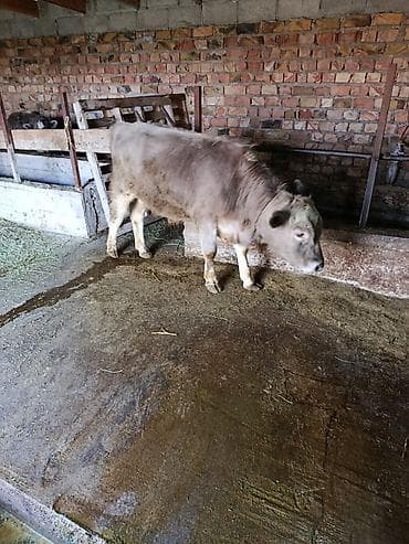 Продаю | Бык (самец) | Полукровка | На откорм | Привязанные at lalafo.kg Продаю | Бык (самец) | Полукровка | На откорм | Привязанные