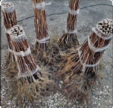 Саженцы малины мапема принимаю заказы на саженцы Малина at lalafo.kg Саженцы малины мапема принимаю заказы на саженцы Малина