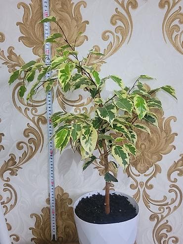 Фикус Бенджамина вариегатный (пестролистный) в горшке. - Высота at lalafo.kg Фикус Бенджамина вариегатный (пестролистный) в горшке. - Высота