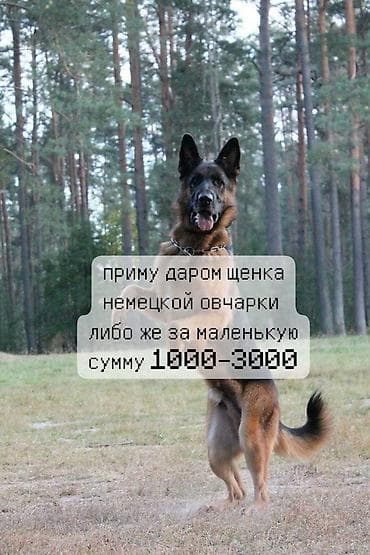 Заявка на щенка немецкой овчарки. Нужен щенок немецкой овчарки: приму at lalafo.kg Заявка на щенка немецкой овчарки. Нужен щенок немецкой овчарки: приму