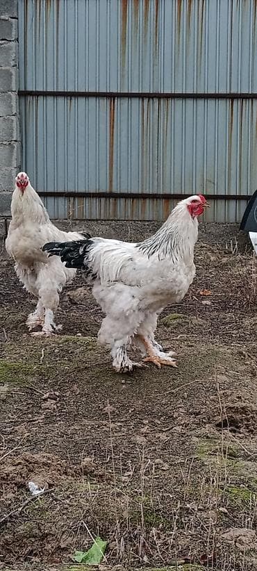 Продаю | Петух | Брама | Для разведения at lalafo.kg Продаю | Петух | Брама | Для разведения
