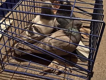 Всех отдам за 1000 игра есть! at lalafo.kg Всех отдам за 1000 игра есть!