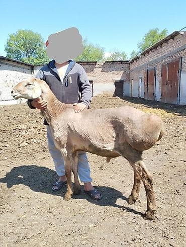 Продаю | Баран (самец) | Арашан at lalafo.kg Продаю | Баран (самец) | Арашан