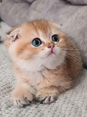 Шотландский вислоухий котёнок (Scottish Fold) - Окрас: тёплый at lalafo.kg Шотландский вислоухий котёнок (Scottish Fold) - Окрас: тёплый