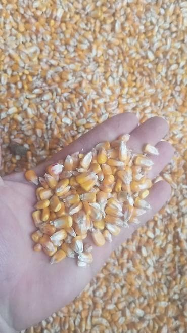 Кукуруза сухая, зерно. - Тип: желтая кукуруза (зерно после at lalafo.kg Кукуруза сухая, зерно. - Тип: желтая кукуруза (зерно после