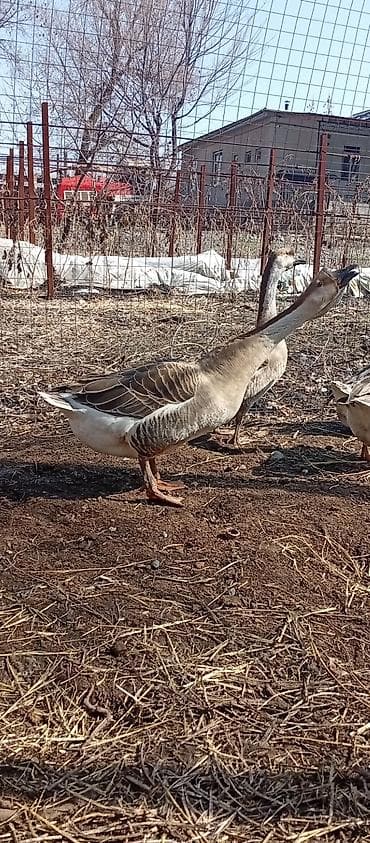 Мускус өрдөк эти: Гуси (порода китайская/лебединая, коричнево‑бурый окрас) - Крупные lalafo.kg да — 3 Мускус өрдөк эти: Гуси (порода китайская/лебединая, коричнево‑бурый окрас) - Крупные — 3
