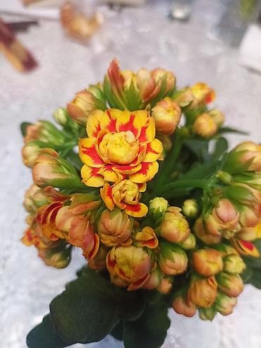 Антуриумдар: Каланхоэ Каландива (Kalanchoe blossfeldiana), махровые сорта. - lalafo.kg да — 3 Антуриумдар: Каланхоэ Каландива (Kalanchoe blossfeldiana), махровые сорта. - — 3