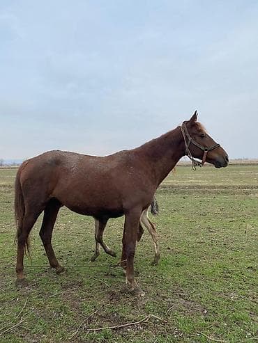 Продаю | Кобыла (самка) | Дончак | Для разведения | Племенные at lalafo.kg Продаю | Кобыла (самка) | Дончак | Для разведения | Племенные