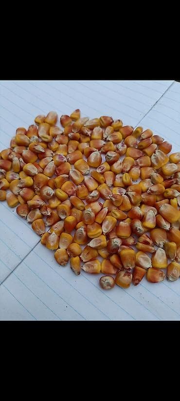 Продается кукуруза 24 сома at lalafo.kg Продается кукуруза 24 сома
