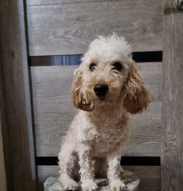 Пудель, 7 месяцев, Самец at lalafo.kg Пудель, 7 месяцев, Самец