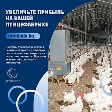 🌟 Преобразите вашу птицефабрику с системой туманообразования! 🌟 🔧 lalafo.kg да 🌟 Преобразите вашу птицефабрику с системой туманообразования! 🌟 🔧