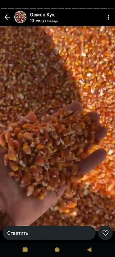 Жугору. Мака. Кукуруза 🌽 Стекляшка Кызыл Жугору 24 с Погрузкой в at lalafo.kg Жугору. Мака. Кукуруза 🌽 Стекляшка Кызыл Жугору 24 с Погрузкой в