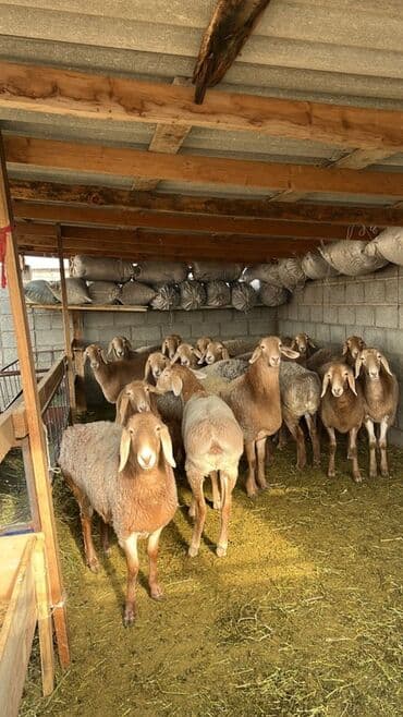 Продаю | Овца (самка) | Для разведения | Племенные at lalafo.kg Продаю | Овца (самка) | Для разведения | Племенные